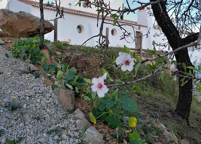 Amendoa * Alta Mora